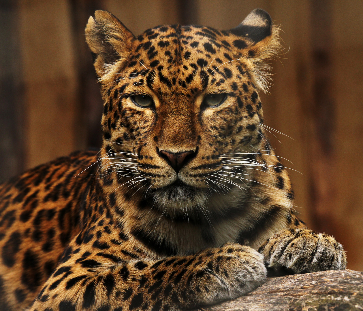 Chinesischer Leopard Zoo Karlsruhe Foto & Bild fotos, natur, katzen