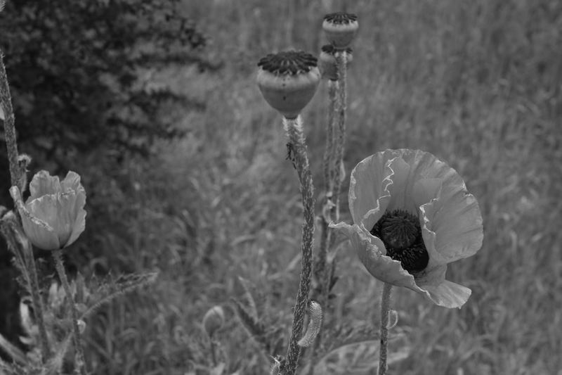 Chinesischer Mohn