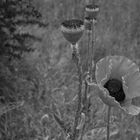 Chinesischer Mohn