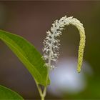 Chinesischer Molchschwanz (Saururus chinensis).