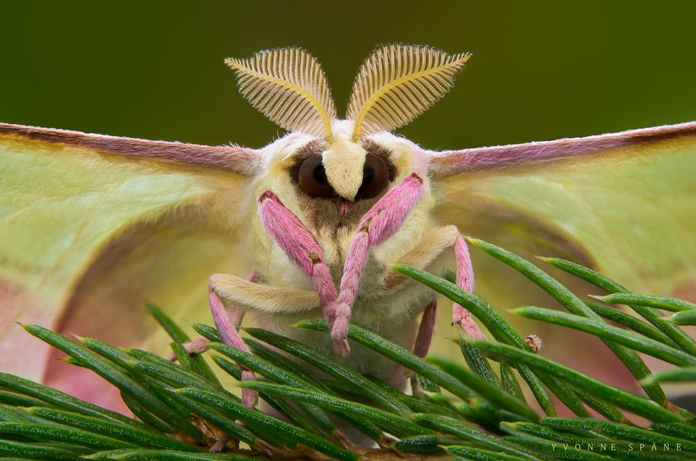 luna moth close up