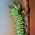 Chinesischer Mondspinner (Actias dubernardi)