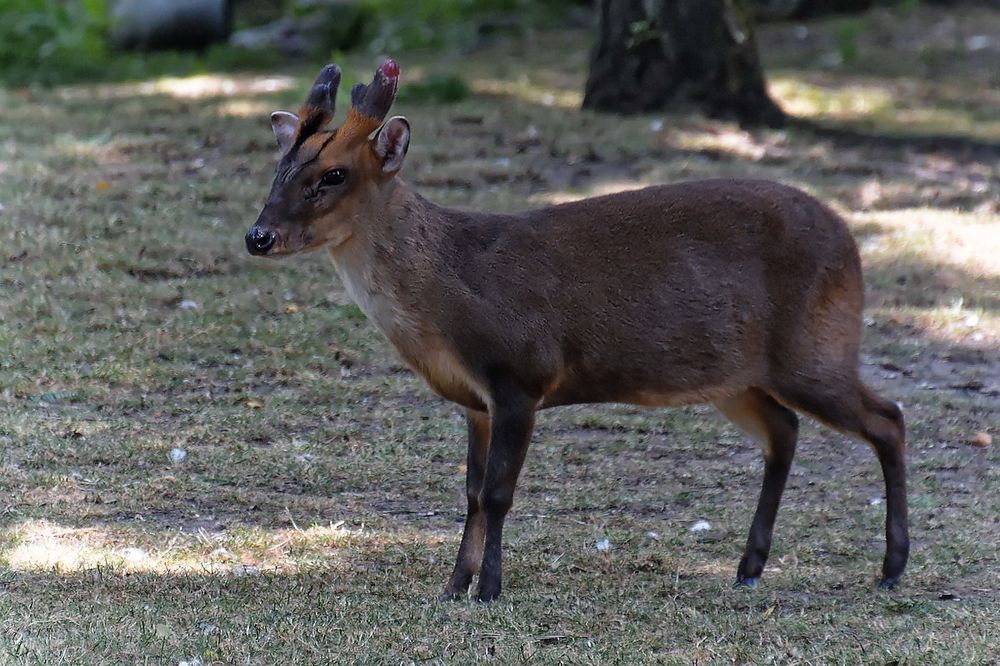 Chinesischer Muntjak Foto & Bild tiere,