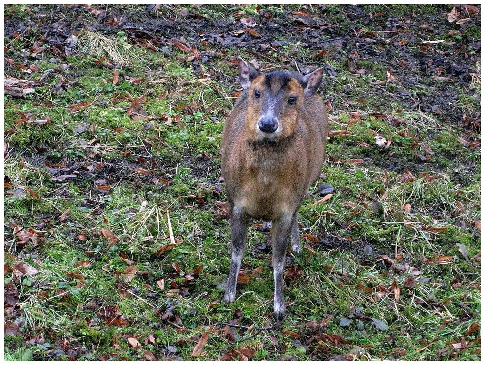 Chinesischer Muntjak am Röhrensee