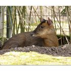 Chinesischer Muntjak im Schatten