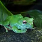 Chinesischer Riesenflugfrosch