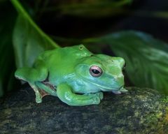 Chinesischer Riesenflugfrosch