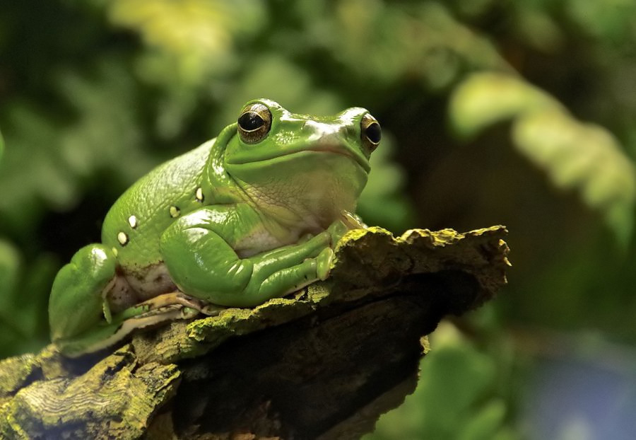 Chinesischer Riesenflugfrosch