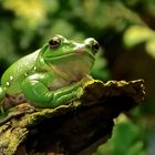 Chinesischer Riesenflugfrosch