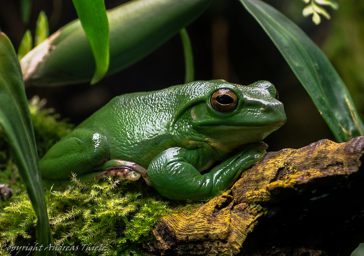 Chinesischer Riesenflugfrosch im Zooaquarium Berlin