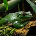 Chinesischer Riesenflugfrosch im Zooaquarium Berlin