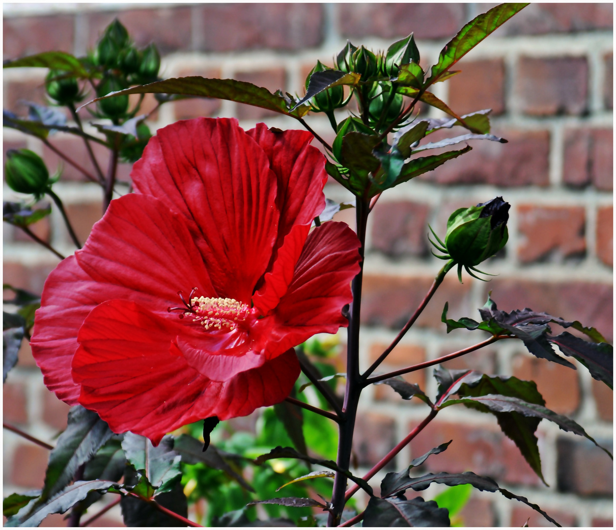 Chinesischer Roseneibisch ....