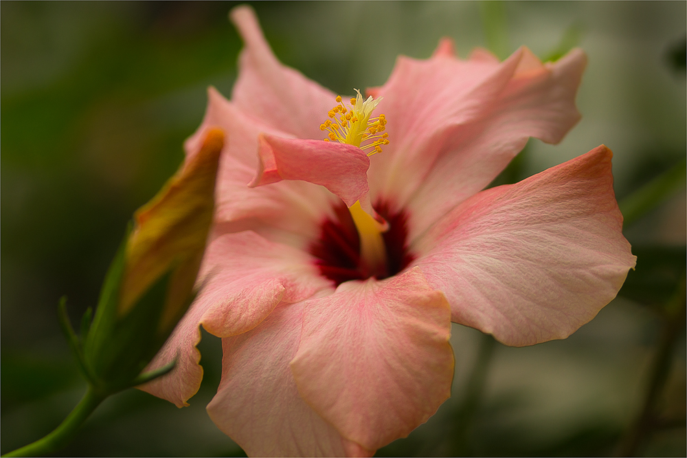 Chinesischer Roseneibisch