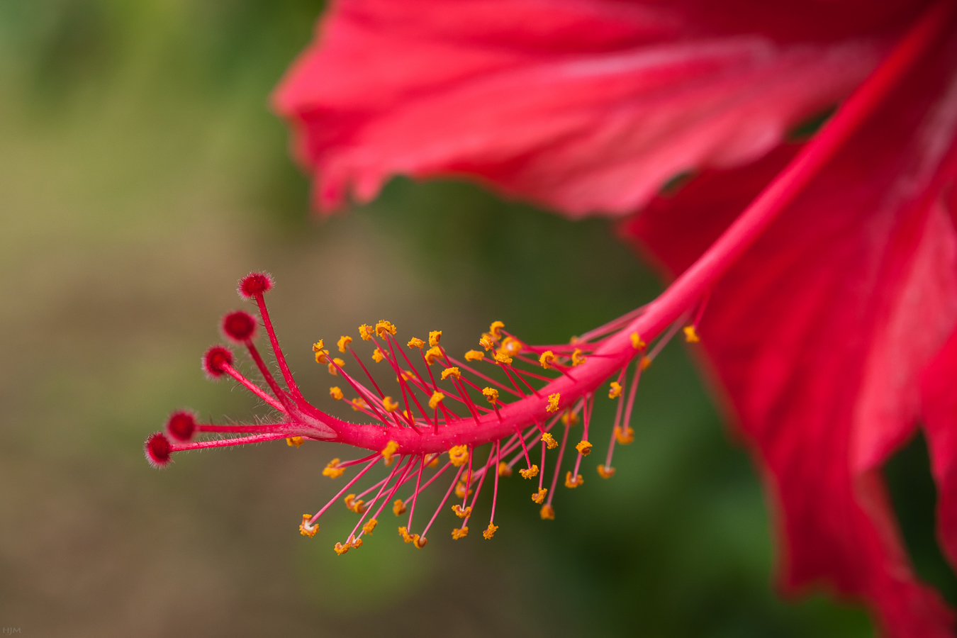 Chinesischer Roseneibisch