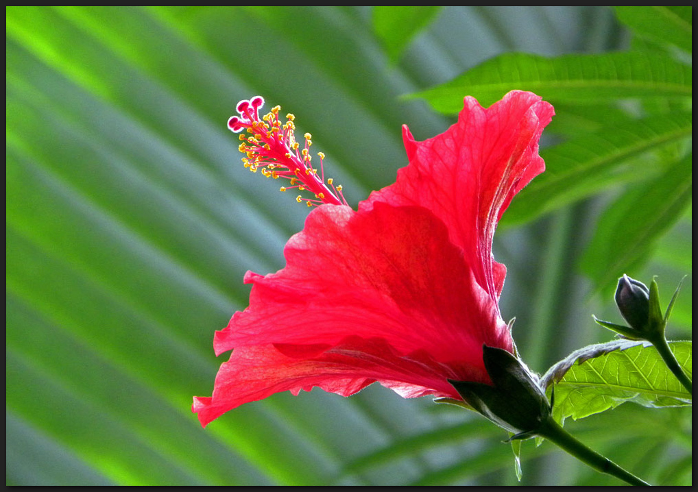 Chinesischer Roseneibisch