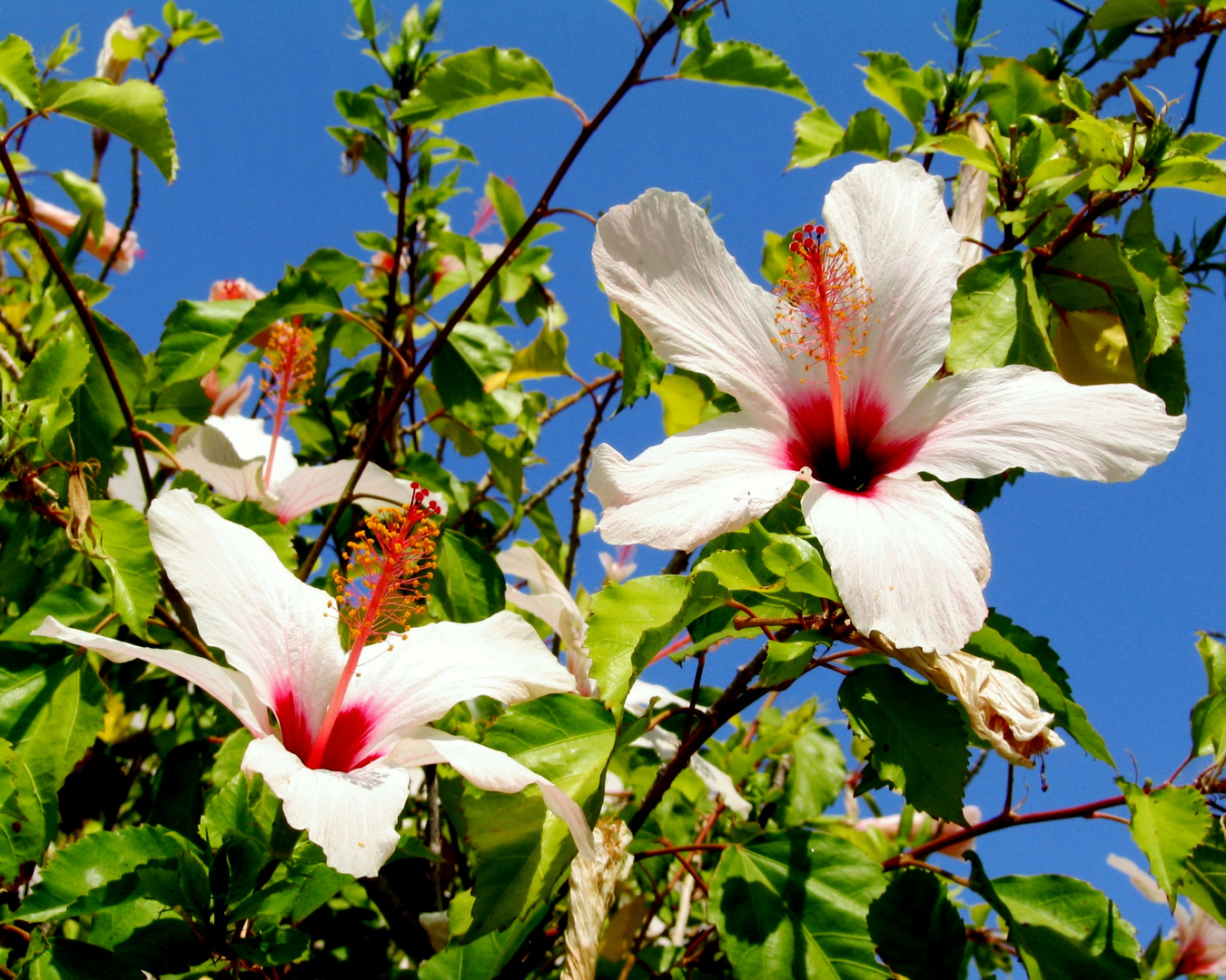 Chinesischer Roseneibisch ( Hibiscus rosa - chinensis ) aus Kreta