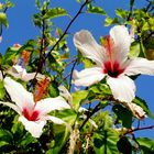 Chinesischer Roseneibisch ( Hibiscus rosa - chinensis ) aus Kreta