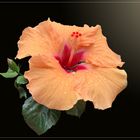 Chinesischer Roseneibisch (Hibiscus rosa-sinensis)