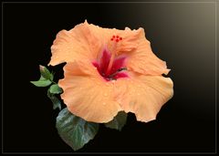 Chinesischer Roseneibisch (Hibiscus rosa-sinensis)