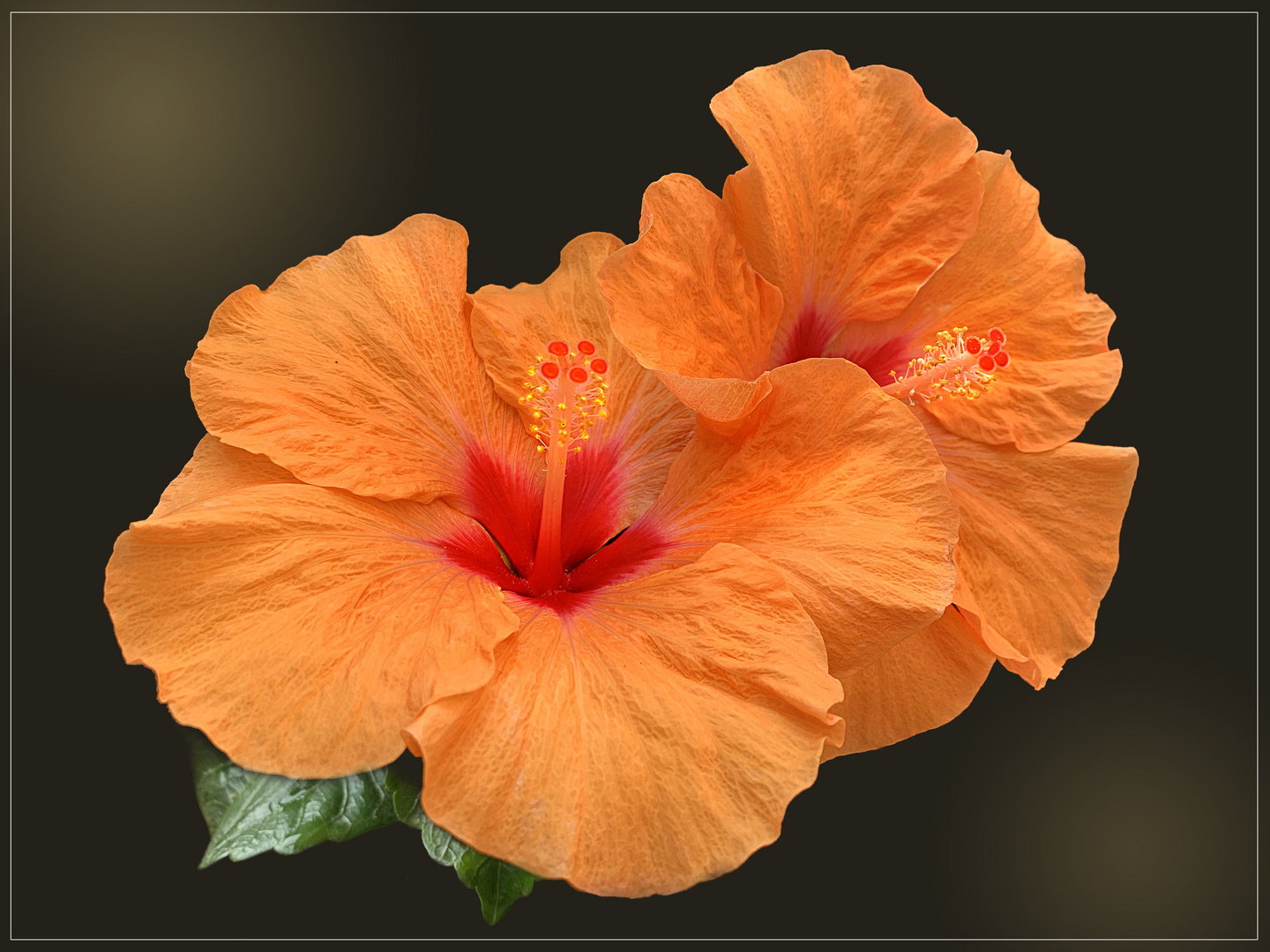 Chinesischer Roseneibisch (Hibiscus rosa-sinensis)