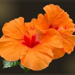 Chinesischer Roseneibisch (Hibiscus rosa-sinensis)