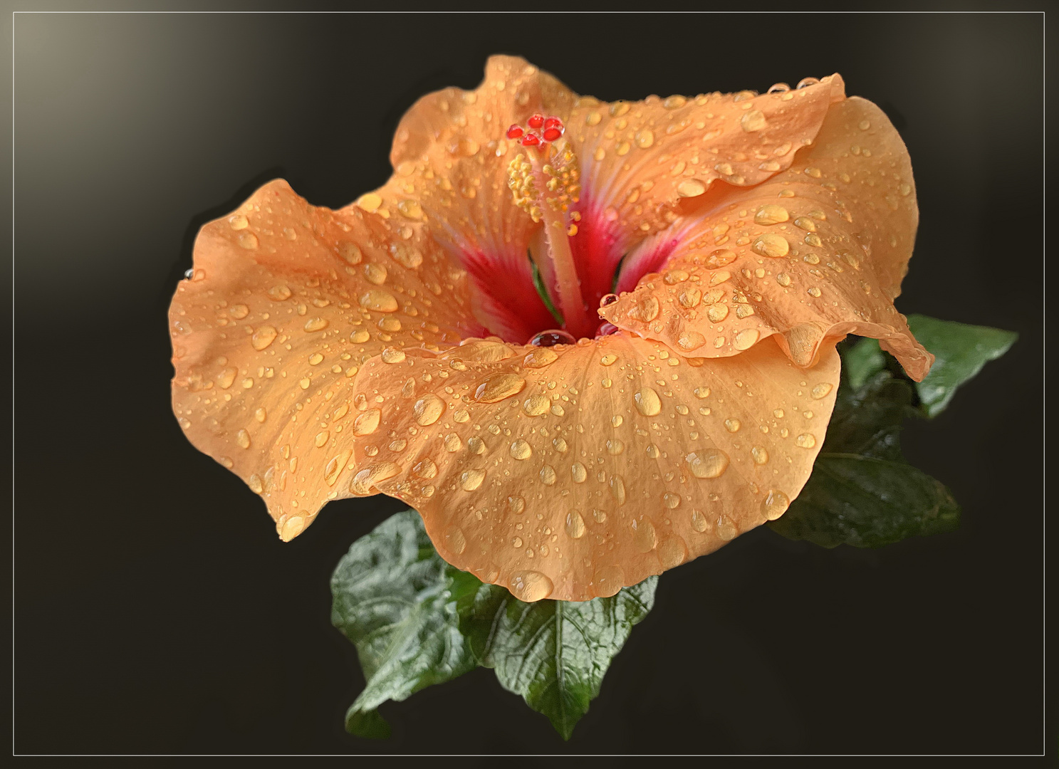 Chinesischer Roseneibisch (Hibiscus rosa-sinensis)