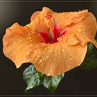 Chinesischer Roseneibisch (Hibiscus rosa-sinensis)