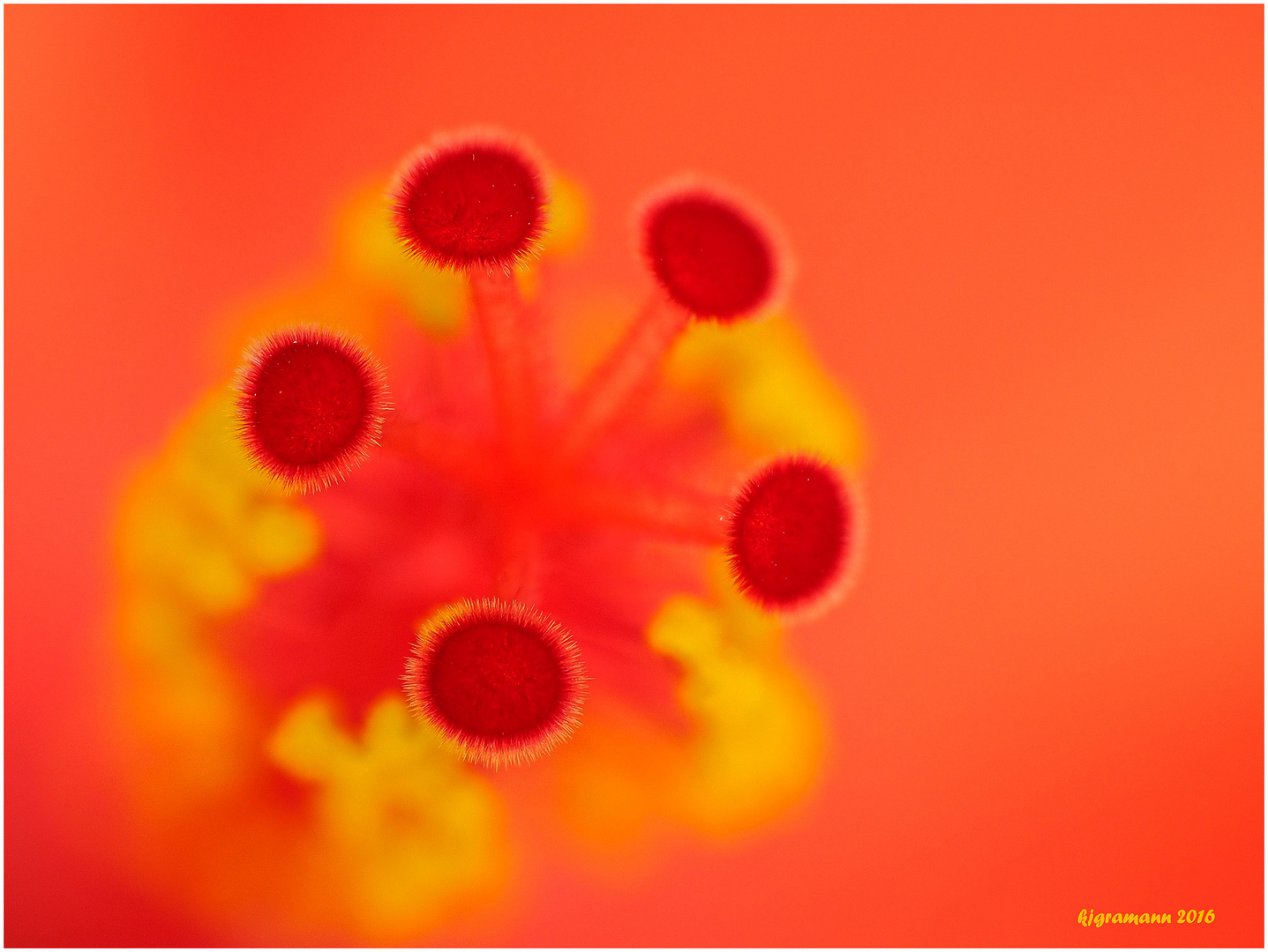 chinesischer roseneibisch (hibiscus rosa-sinensis)......