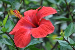 Chinesischer Roseneibisch (Hibiscus rosa-sinensis)