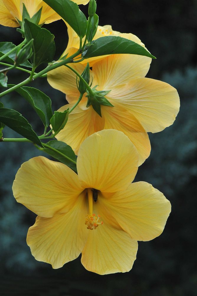 Chinesischer Roseneibisch in Gelb