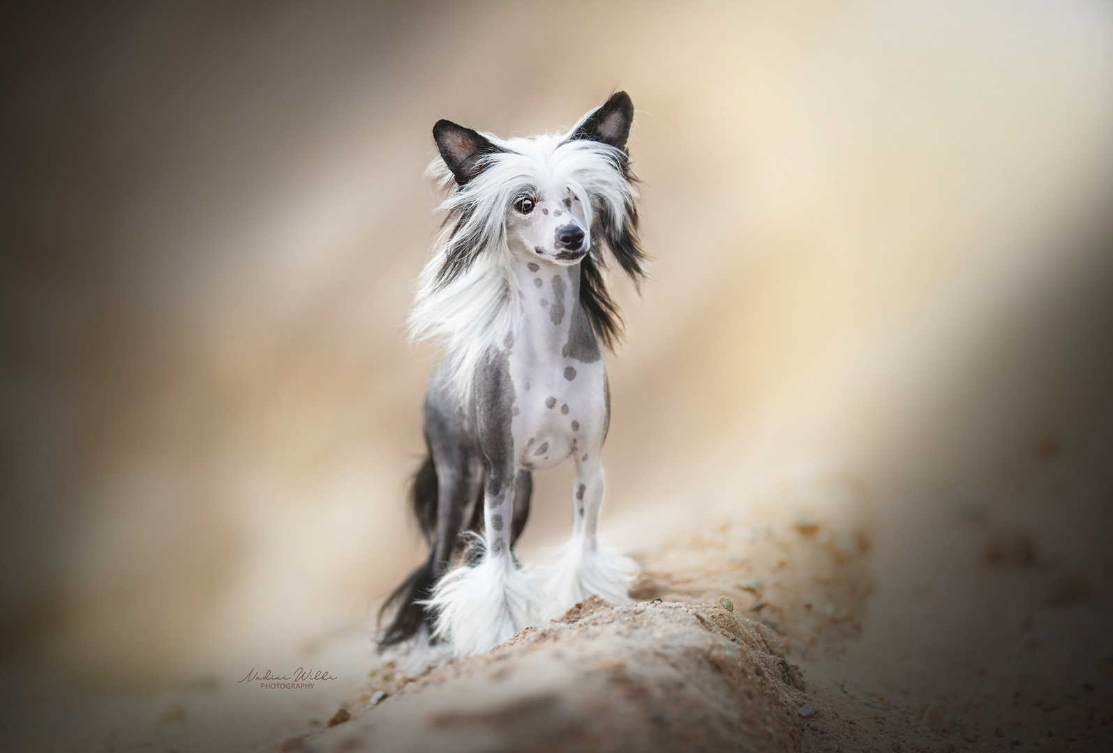 Chinesischer Schopfhund | Chinese Crested Dog