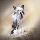 Chinesischer Schopfhund | Chinese Crested Dog