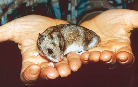 Chinesischer Streifenhamster