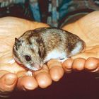 Chinesischer Streifenhamster