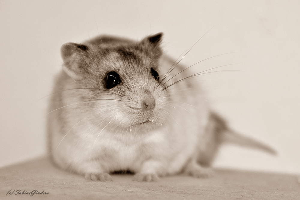 Chinesischer Streifenhamster