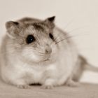 Chinesischer Streifenhamster