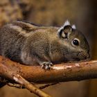 Chinesisches Baumstreifenhörnchen auf Ast