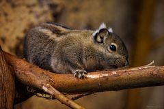 Chinesisches Baumstreifenhörnchen auf Ast