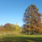 Chinesisches Rotholz an einem sonnigen Novembertag