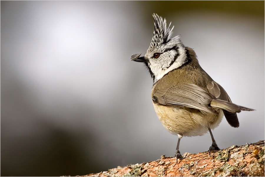 Chingachgook... Foto & Bild tiere, wildlife, wild lebende vögel