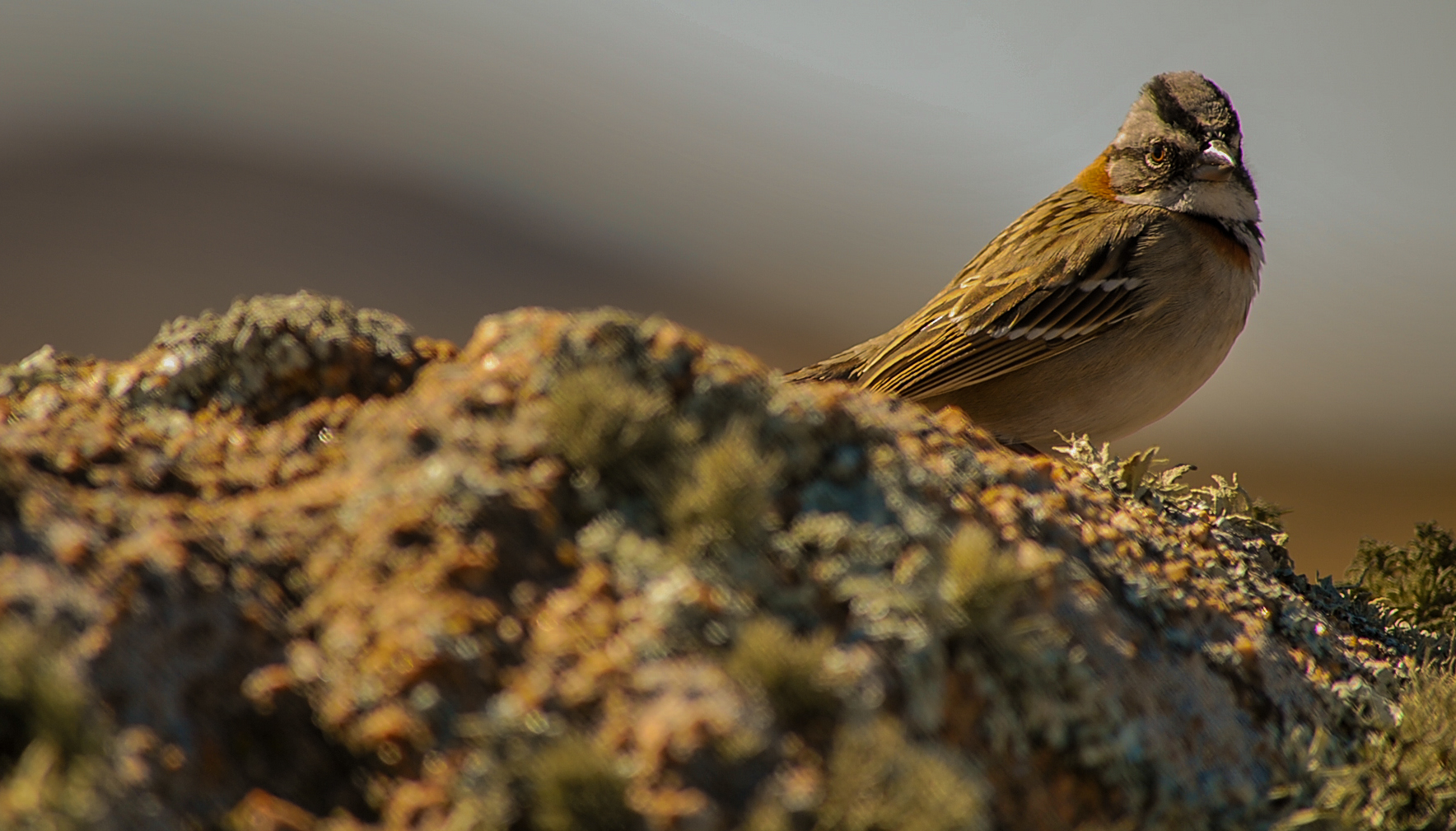 Chingolo Imagen & Foto animales, aves, naturaleza Fotos de