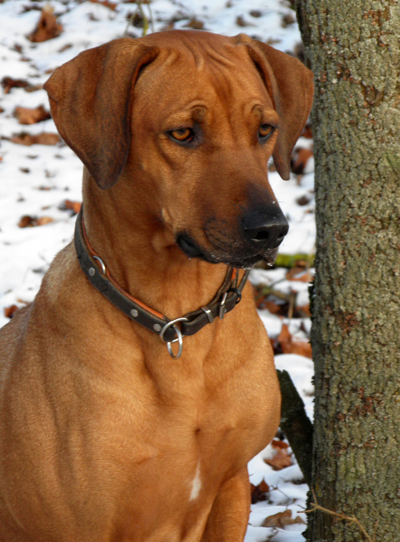 Chingwa Shumbazino -Rhodesian Ridgeback