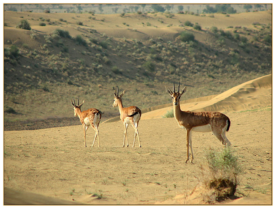 Chinkara