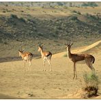 Chinkara