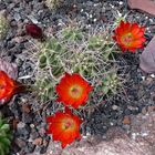 Êchinocereus triglochidiatus