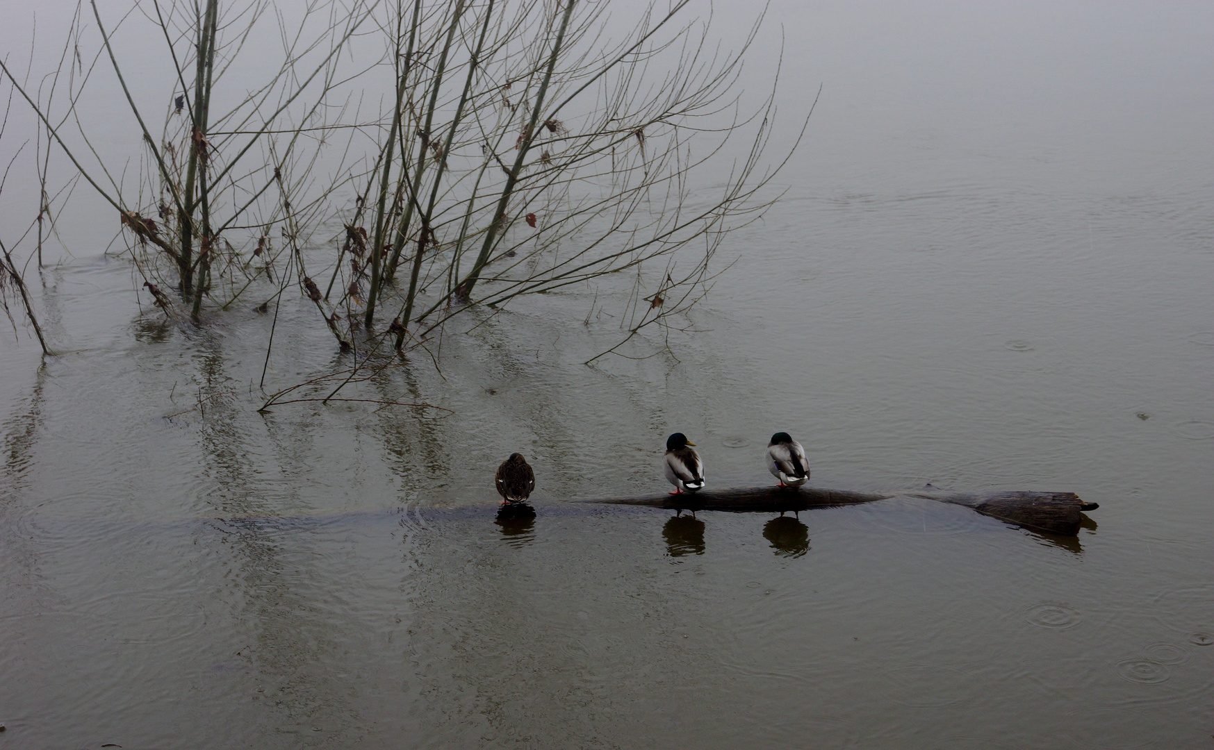 CHINON DANS LA BRUME HIVERNALE 4