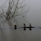 CHINON DANS LA BRUME HIVERNALE 4