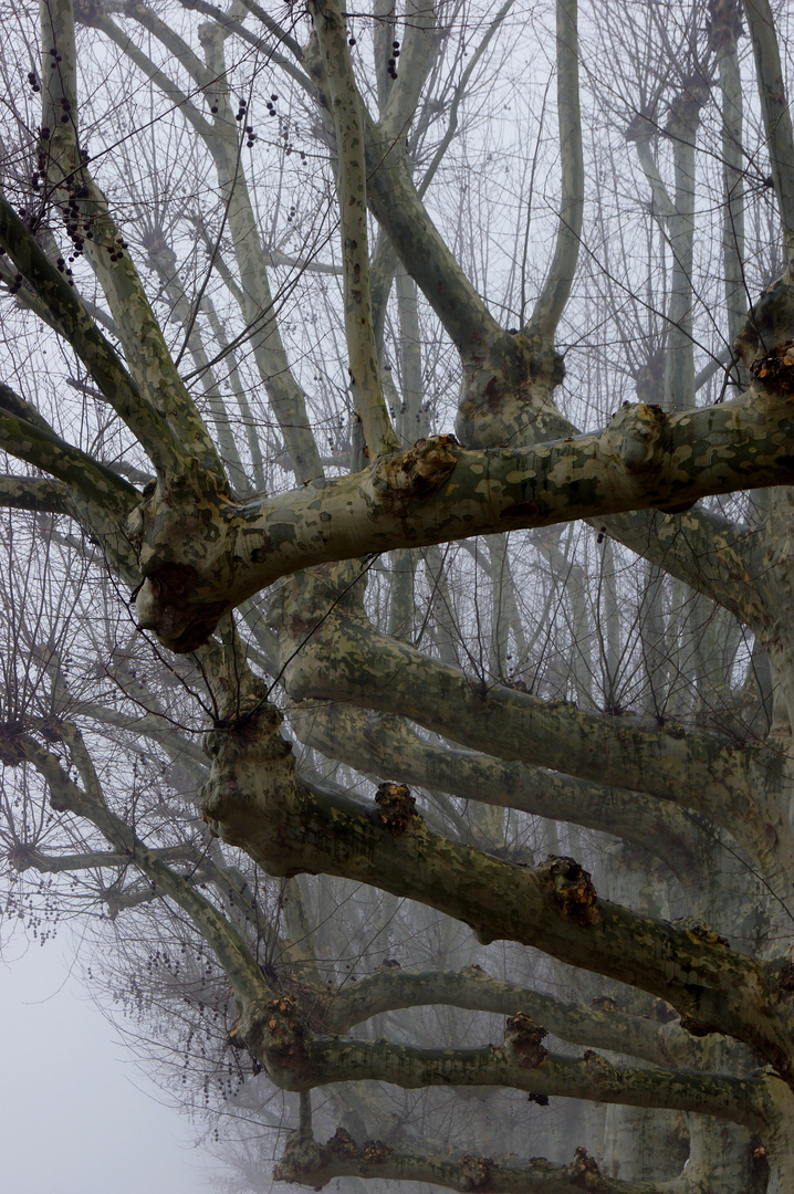 CHINON. PLATANES EN HIVER