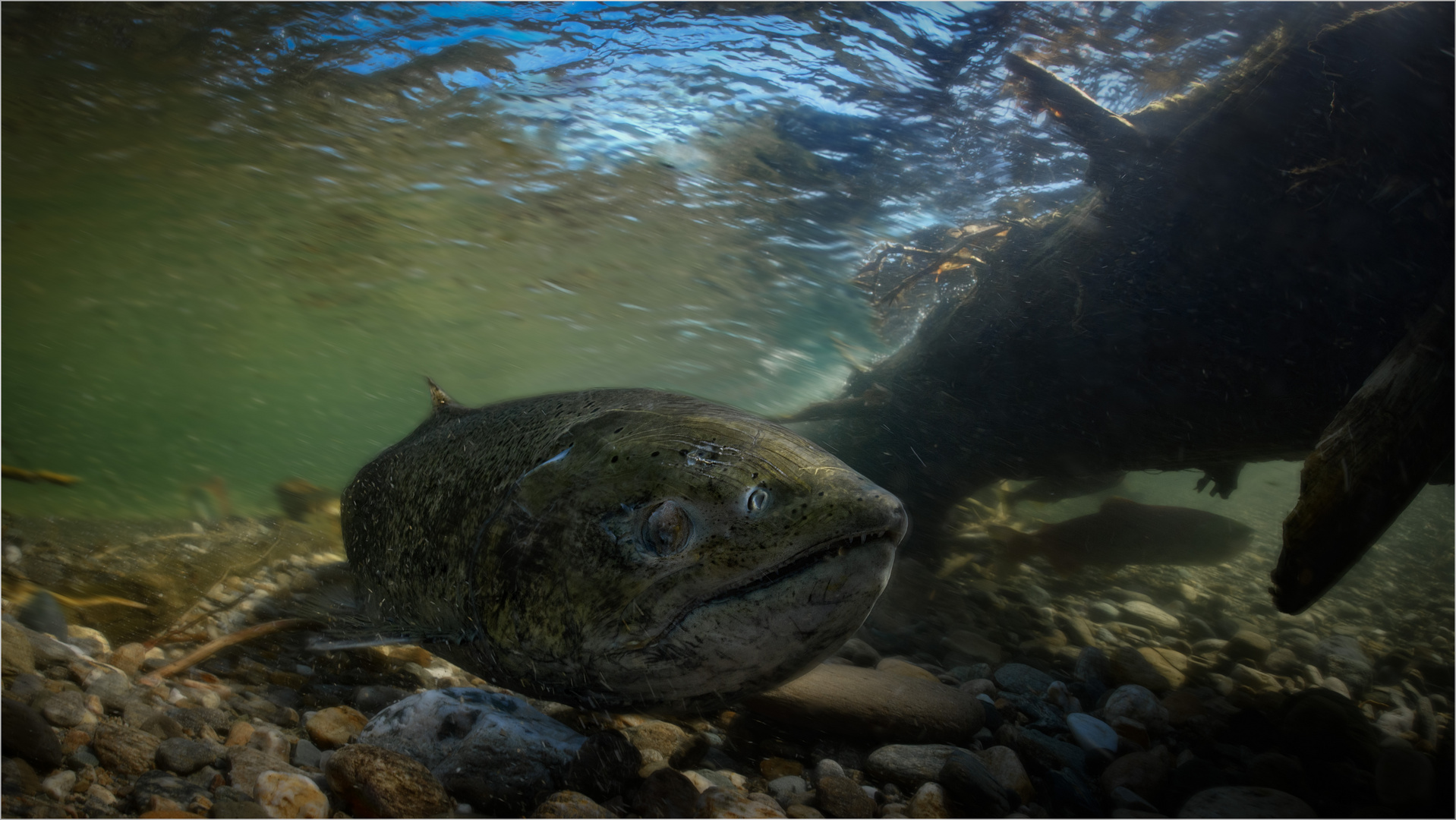 Chinook