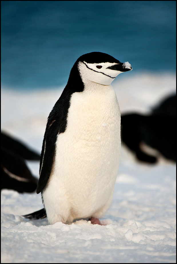 [ Chinstrap Penguin ]